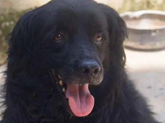 Cachorro ra a Cocker idade 2 anos nome Mozart