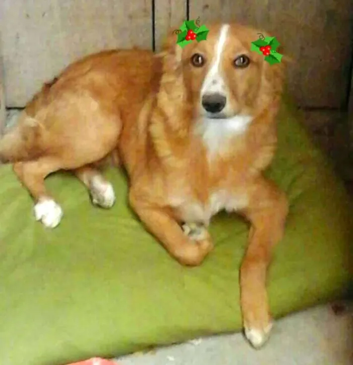 Cachorro ra a  idade 7 a 11 meses nome Polly