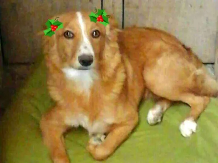Cachorro ra a  idade 7 a 11 meses nome Polly