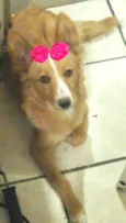 Polly