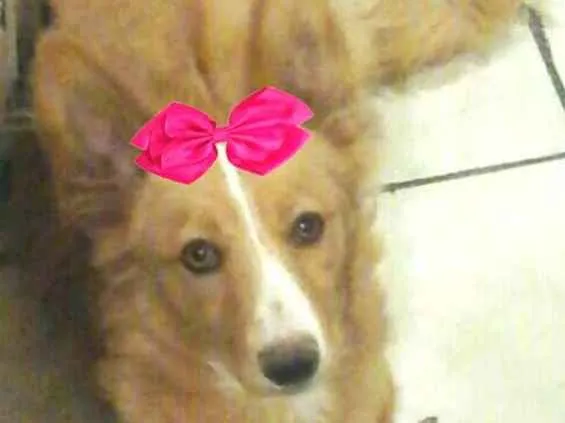 Cachorro ra a  idade 7 a 11 meses nome Polly