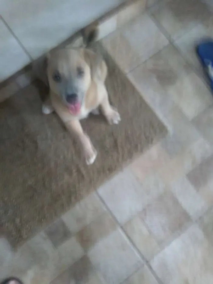 Cachorro raça Vira lata  idade  nome Sem nome 