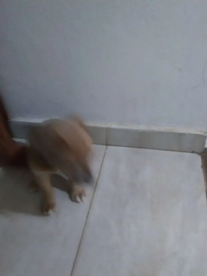 Cachorro raça Vira lata  idade  nome Sem nome 