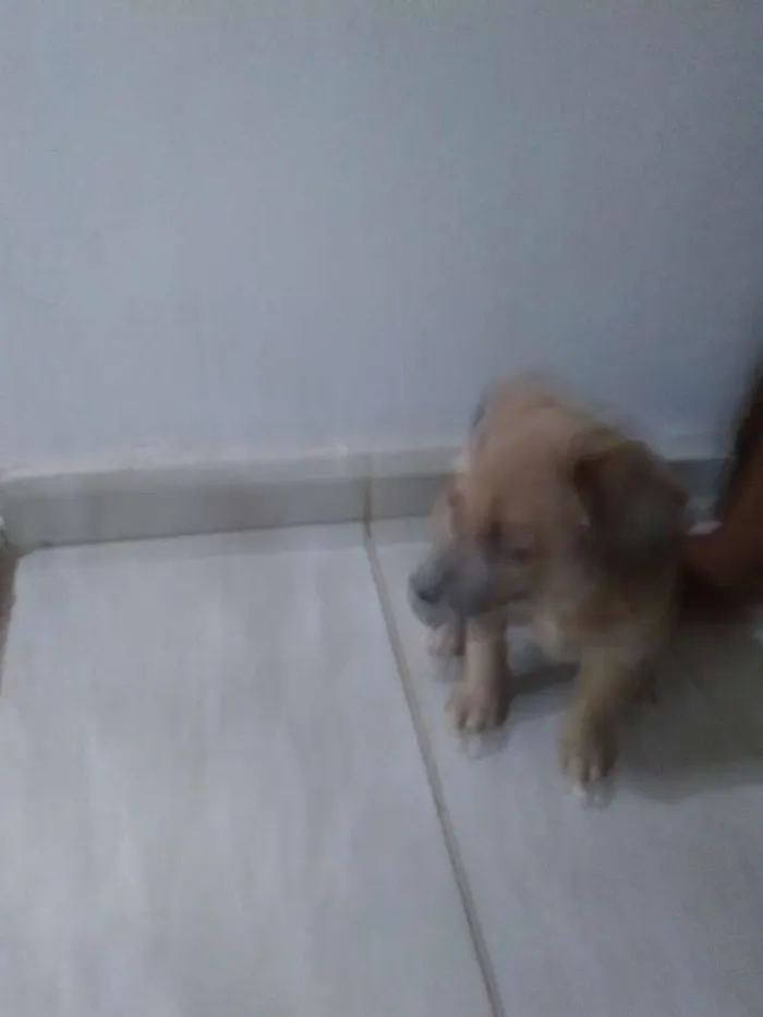 Cachorro raça Vira lata  idade  nome Sem nome 