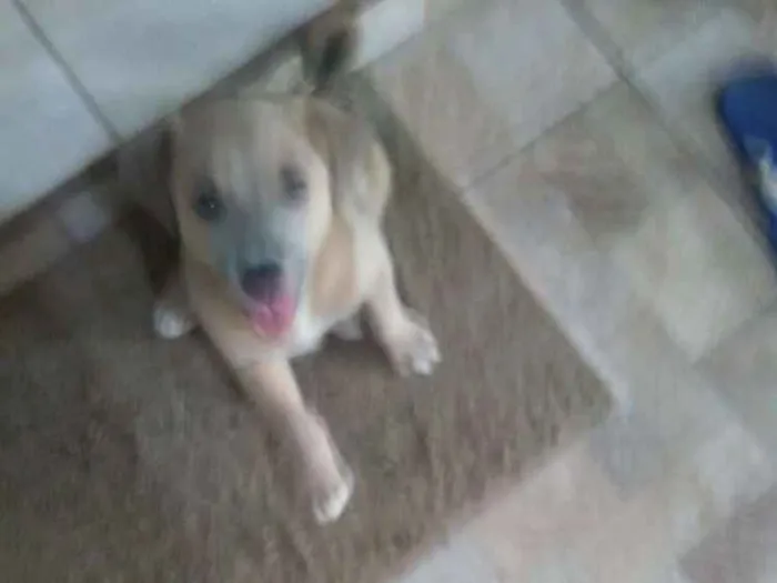 Cachorro raça Vira lata  idade  nome Sem nome 