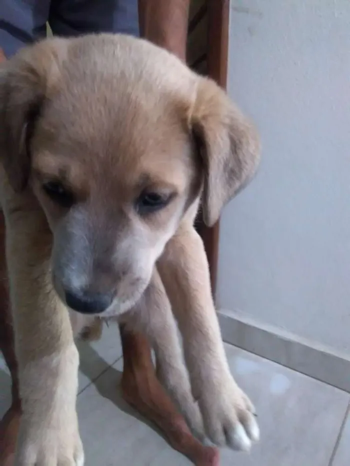 Cachorro raça Vira lata  idade  nome Sem nome 