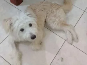 Cachorro raça Indefinida  idade 7 a 11 meses nome Mel