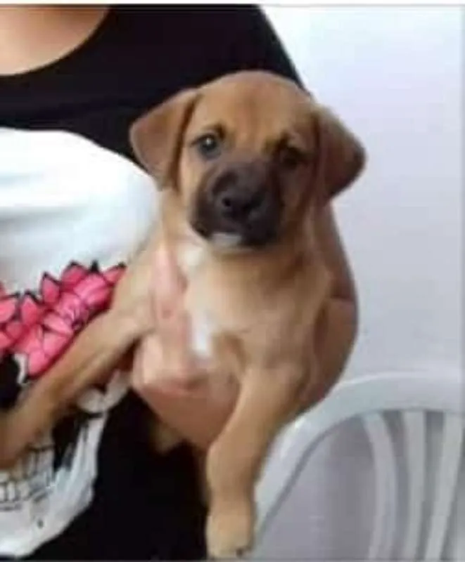 Cachorro ra a SRD idade 2 a 6 meses nome Joe