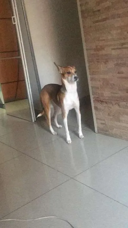 Cachorro ra a SRD idade 7 a 11 meses nome Lupita
