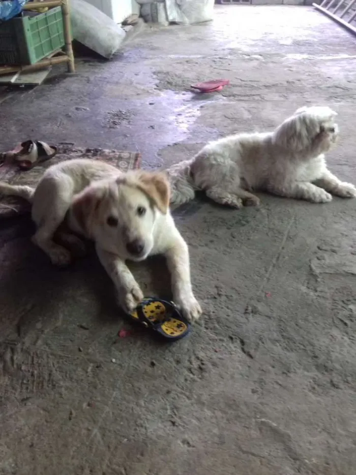 Cachorro ra a Mestico golden idade 2 a 6 meses nome Marley