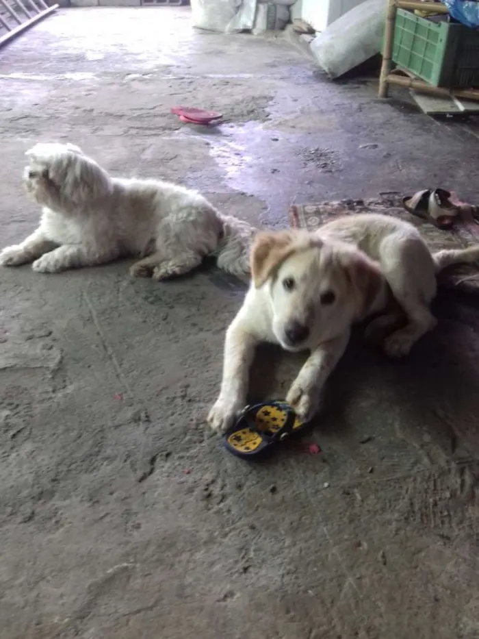 Cachorro ra a Mestico golden idade 2 a 6 meses nome Marley