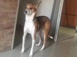 Cachorro raça SRD idade 7 a 11 meses nome Lupita