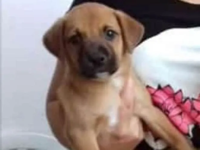 Cachorro ra a SRD idade 2 a 6 meses nome Joe