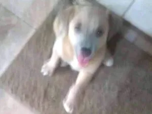 Cachorro raça Vira lata  idade  nome Sem nome 