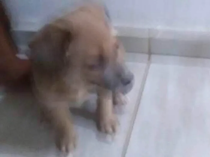 Cachorro raça Vira lata  idade  nome Sem nome 
