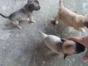 Cachorro raça Vira lata idade 2 a 6 meses nome Filhotes