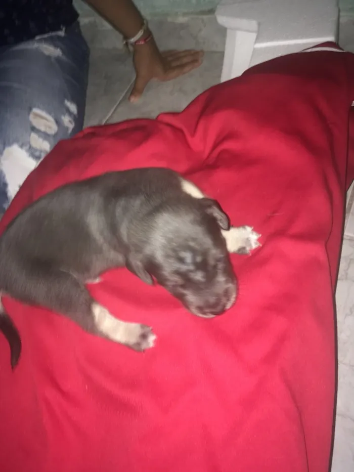 Cachorro ra a SRD idade Abaixo de 2 meses nome Filhotes de Ninfa