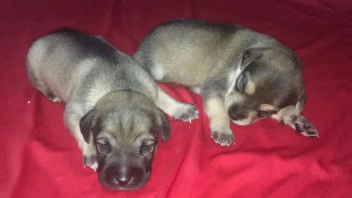 Cachorro ra a SRD idade Abaixo de 2 meses nome Filhotes de Ninfa
