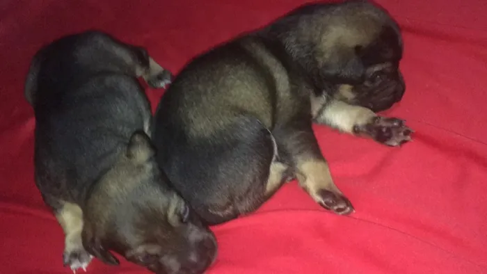 Cachorro ra a SRD idade Abaixo de 2 meses nome Filhotes de Ninfa