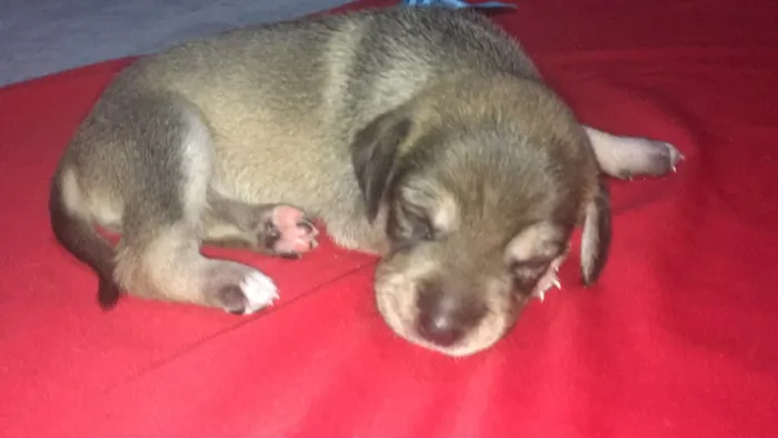 Cachorro ra a SRD idade Abaixo de 2 meses nome Filhotes de Ninfa