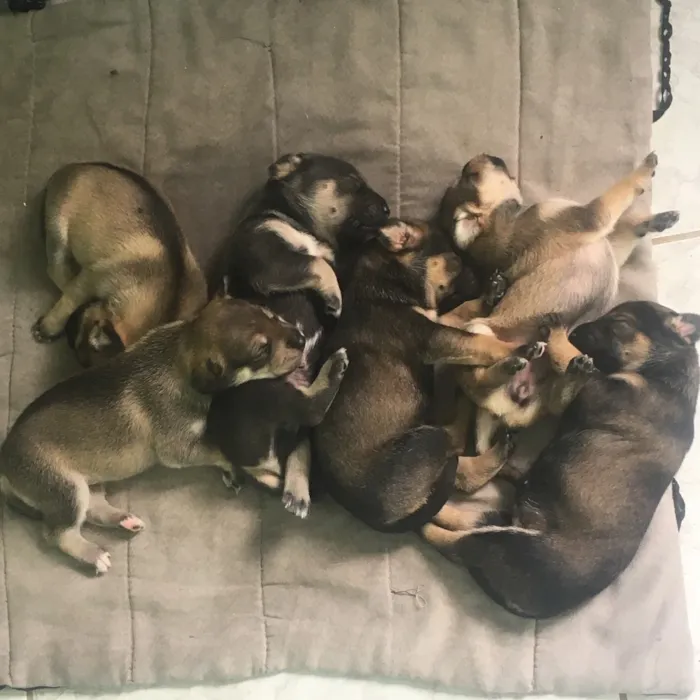 Cachorro ra a SRD idade Abaixo de 2 meses nome Filhotes de Ninfa