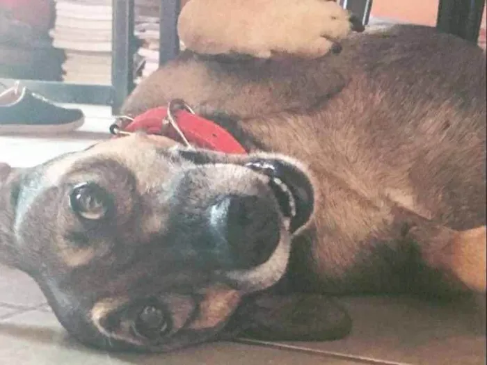 Cachorro ra a SRD idade Abaixo de 2 meses nome Filhotes de Ninfa