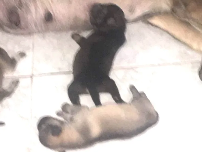 Cachorro ra a SRD idade Abaixo de 2 meses nome Filhotes de Ninfa