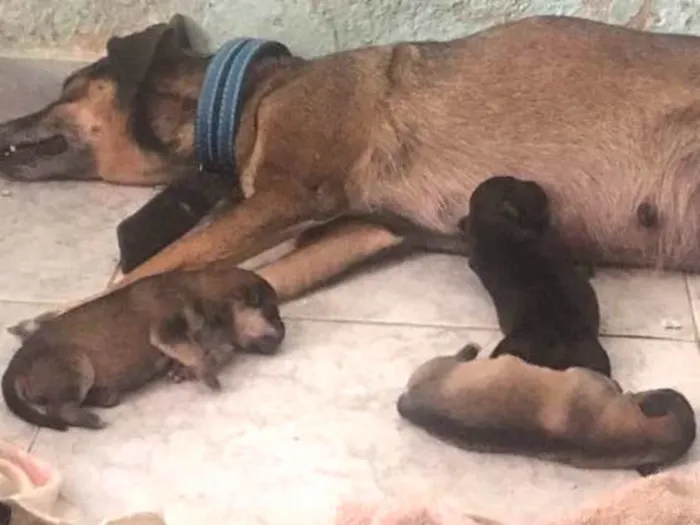 Cachorro ra a SRD idade Abaixo de 2 meses nome Filhotes de Ninfa