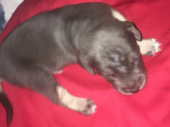 Cachorro ra a SRD idade Abaixo de 2 meses nome Filhotes de Ninfa