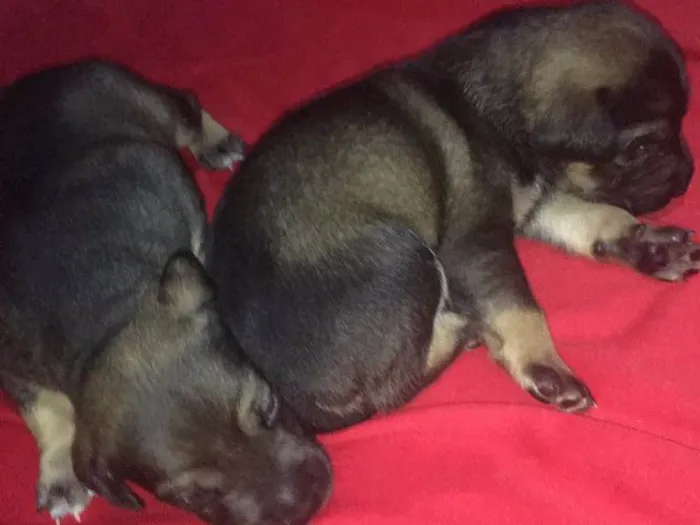 Cachorro ra a SRD idade Abaixo de 2 meses nome Filhotes de Ninfa