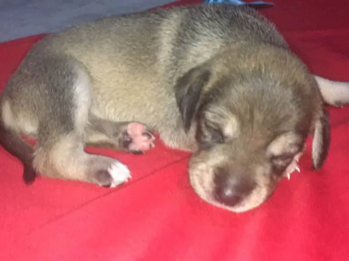 Cachorro ra a SRD idade Abaixo de 2 meses nome Filhotes de Ninfa