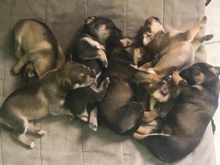 Cachorro ra a SRD idade Abaixo de 2 meses nome Filhotes de Ninfa