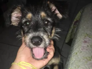 Cachorro raça Não tem idade 2 a 6 meses nome Bart