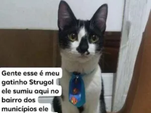 Gato raça Gato vaquinha  idade  nome Strugol 
