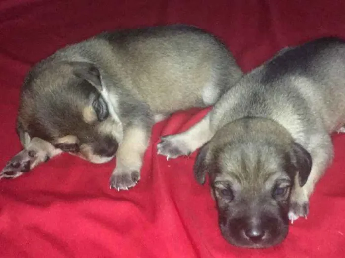 Cachorro ra a SRD idade Abaixo de 2 meses nome Filhotes de Ninfa