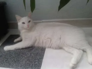Gato raça Sem raca definida idade 7 a 11 meses nome Nao tem