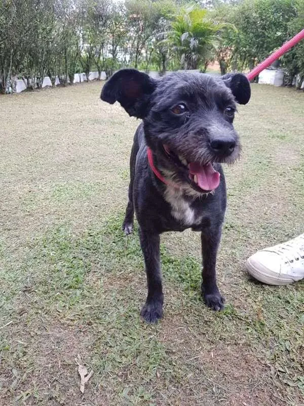 Cachorro ra a SRD idade 5 anos nome RUBI