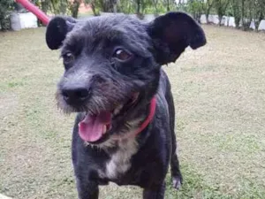 Cachorro raça SRD idade 5 anos nome RUBI