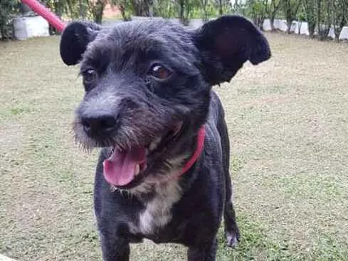 Cachorro ra a SRD idade 5 anos nome RUBI