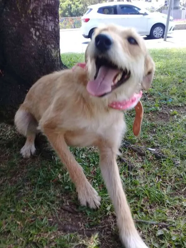 Cachorro ra a SRD idade 1 ano nome Vanylla