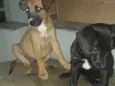 Theo e tobby