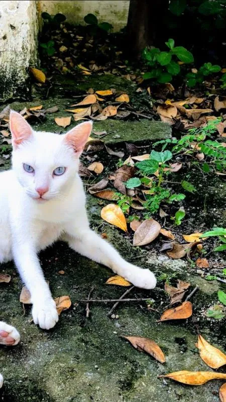 Gato ra a SRD idade 7 a 11 meses nome Luna