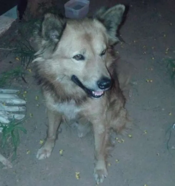 Cachorro raça SRD idade 5 anos nome Fred