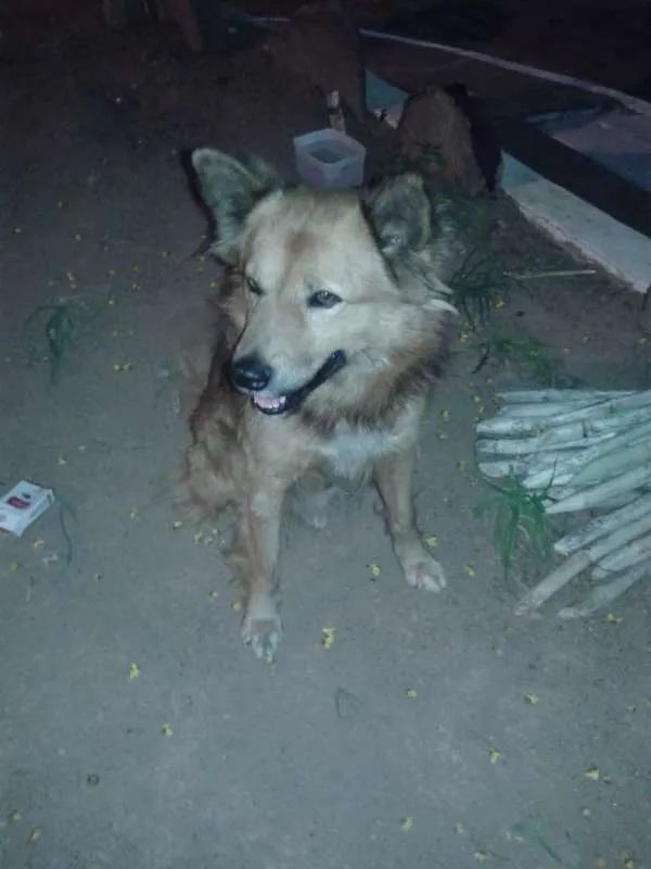 Cachorro raça SRD idade 5 anos nome Fred