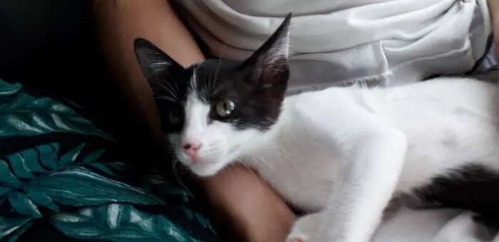Gato ra a SRD idade 7 a 11 meses nome Mily