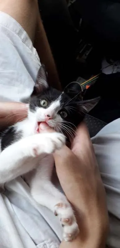 Gato ra a SRD idade 7 a 11 meses nome Mily