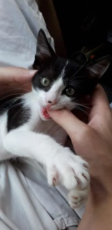 Gato ra a SRD idade 7 a 11 meses nome Mily