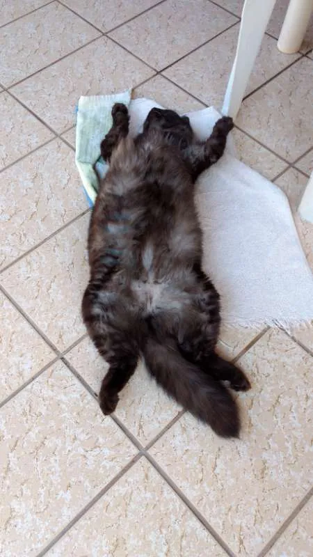 Gato ra a VIRA LATA idade 1 ano nome JOANA 