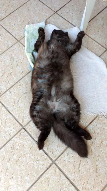 Gato ra a VIRA LATA idade 1 ano nome JOANA 