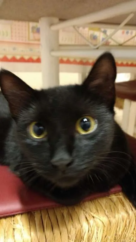 Gato ra a VIRA LATA idade 1 ano nome JOANA 